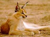 linx caracal