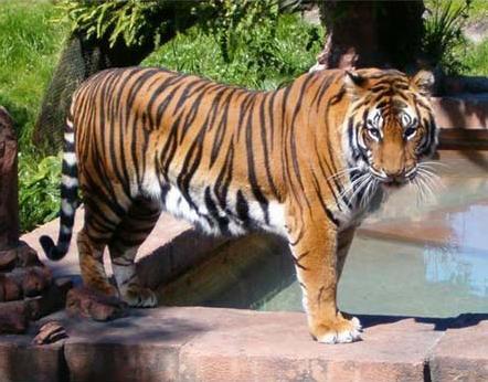 tigre