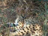 serval