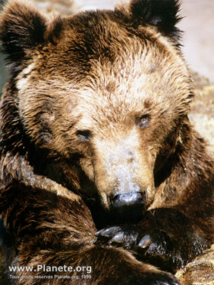 ours brun