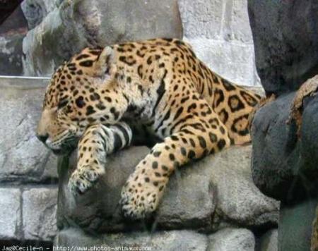 LE JAGUAR